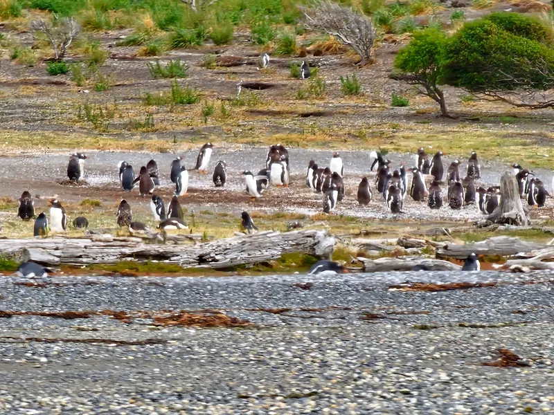 Colônia de pinguins na margem.